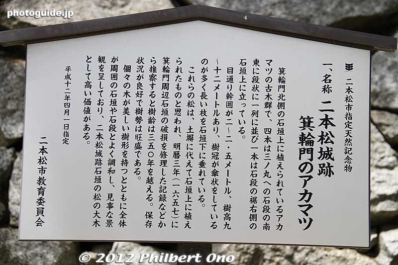 About Minowa Gate's Akamatsu pine trees.
Keywords: fukushima nihonmatsu kasumigajo castle pine trees matsu