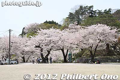 Cherry blossoms in Sannomaru keep. 三の丸跡
Keywords: fukushima nihonmatsu kasumigajo castle pine trees matsu