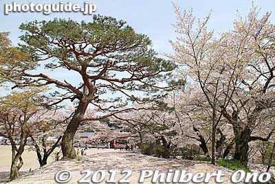Nihonmatsu Castle's Sannomaru has these fantastic-looking pine trees and cherry trees.
Keywords: fukushima nihonmatsu kasumigajo castle pine trees matsu cherry blossoms japangarden
