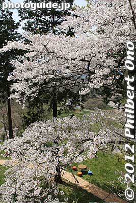 Keywords: fukushima nihonmatsu kasumigajo castle pine trees matsu cherry blossoms sakura