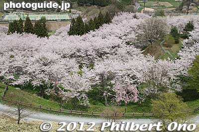 Marvelous views of cherry blossoms from Nihonmatsu Castle's Honmaru.
Keywords: fukushima nihonmatsu kasumigajo castle honmaru stone walls
