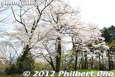 Many cherry trees in front of the Monument for the Nihonmatsu Shōnentai.
Keywords: fukushima nihonmatsu kasumigajo castle