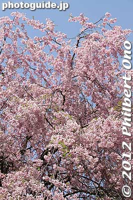 Keywords: fukushima nihonmatsu dairinji temple weeping cherry blossoms tree sakura