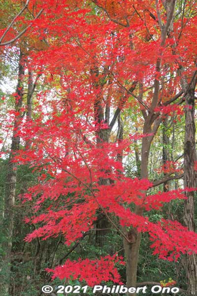 Keywords: gifu ena maple leaves autumn foliage