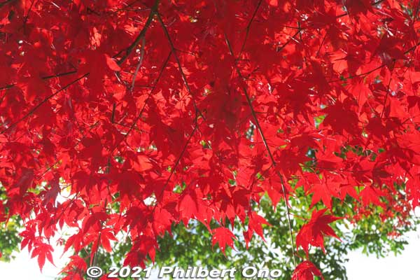 Keywords: gifu ena maple leaves autumn foliage