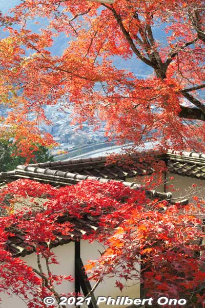 Castle wall and red maples.
Keywords: gifu Gujo Hachiman Castle autumn foliage leaves maples