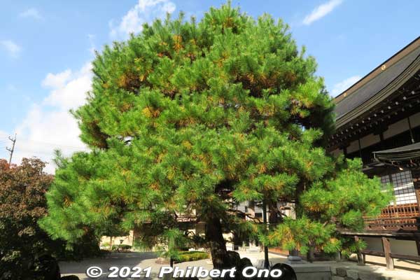 Nice pine tree at Jionji Temple.
Keywords: gifu gujo hachiman jionji jionzenji zen Buddhist temple