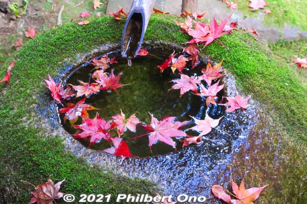 Suikin-kutsu water basin that makes a leasant sound with water droplets. 水琴窟
Keywords: gifu gujo hachiman jionji jionzenji zen Buddhist temple tessoen garden fall autumn leaves foliage