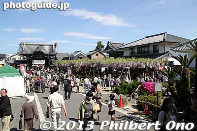 View from the Hondo main hall.
Keywords: gifu hashima takehana betsuin temple fuji matsuri wisteria festival buddhist jodo shinshu otani