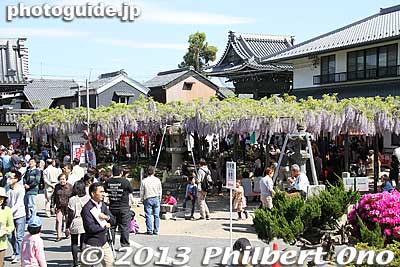Keywords: gifu hashima takehana betsuin temple fuji matsuri wisteria festival buddhist jodo shinshu otani