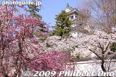 Ogaki Castle's cherry blossoms were more beautiful than I had expected.
Keywords: gifu ogaki castle cherry blossoms sakura japancastle