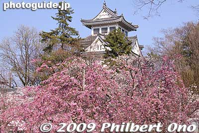 Ogaki Castle in April
Keywords: gifu ogaki castle cherry blossoms sakura japancastle