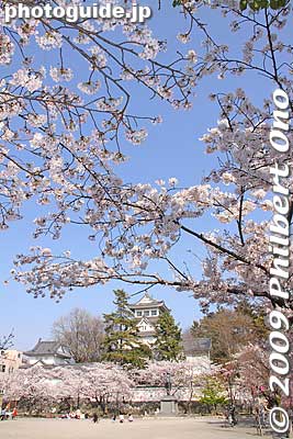 Keywords: gifu ogaki castle cherry blossoms sakura 