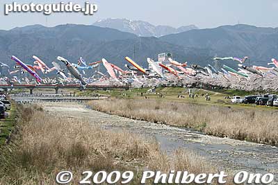 Along the Aikawa River are koinobori carp streamers and cherry blossoms which come out in early April. 相川
Keywords: gifu tarui-cho aikawa river koinobori carp streamers cherry blossoms sakura 