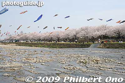 Keywords: gifu tarui-cho aikawa river koinobori carp streamers cherry blossoms sakura 
