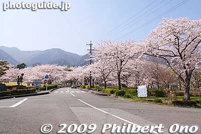 Cherry blossoms in full bloom in Yoro Park. 養老公園
Keywords: gifu yoro-cho yoro park cherry blossoms sakura flowers 