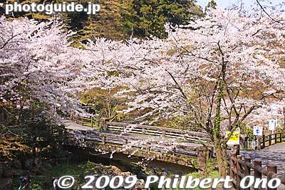 Keywords: gifu yoro-cho yoro park river sakura cherry blossoms flowers 