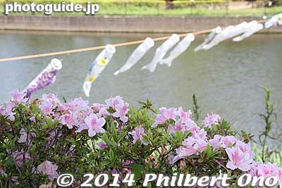 The length of most of the koinobori is shorter than usual. Unlike the [url=http://photoguide.jp/pix/thumbnails.php?album=294]giant ones at Kannamachi also in Gunma.[/url]
Keywords: gunma tatebayashi azalea flowers koinobori carp streamers