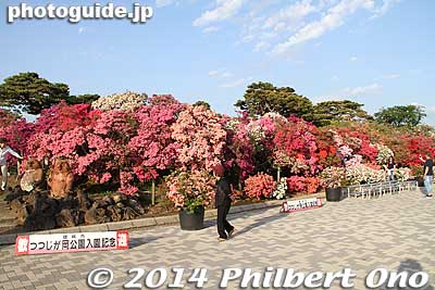 Even the edges are incredibly colorful. This edge had group photo stands.
Keywords: gunma tatebayashi azalea flowers tsutsujigaoka park