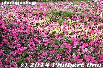 Keywords: gunma tatebayashi azalea flowers tsutsujigaoka park japanflower