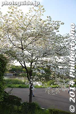 Keywords: gunma tatebayashi tsutsujigaoka park