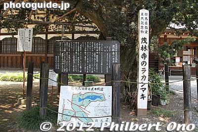Yew plum pine
Keywords: gunma tatebayashi morinji temple soto zen