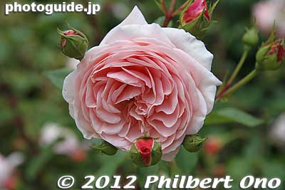 Rose at The Treasures Garden, Tatebayashi, Gunma.
Keywords: gunma tatebayashi treasures garden roses flowers