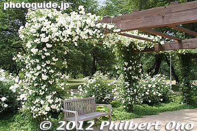 Keywords: gunma tatebayashi treasures garden roses flowers