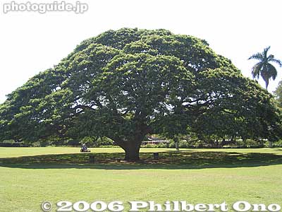 Moanalua Gardens banyan tree
