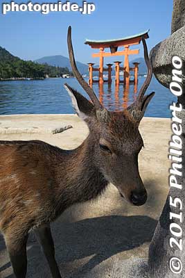 Torii and deer on Miyajima.
Keywords: hiroshima hatsukaichi miyajima Itsukushima shrine torii