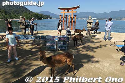 Keywords: hiroshima hatsukaichi miyajima Itsukushima shrine torii