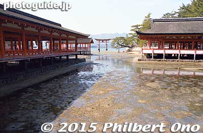 At low tide.
Keywords: hiroshima hatsukaichi miyajima Itsukushima shrine