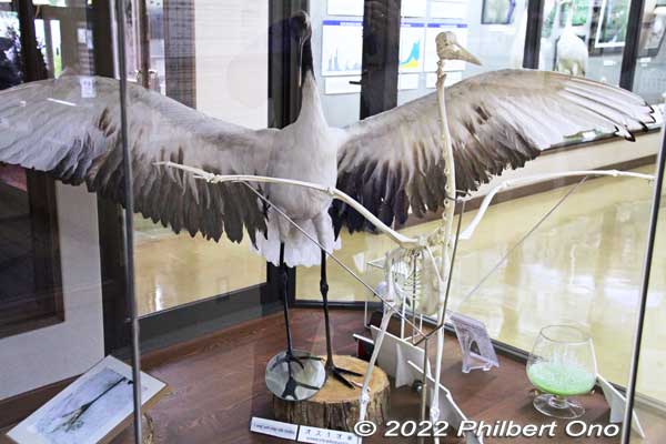 Crane skeleton.
Keywords: Hokkaido Kushiro Japanese red-crowned Crane Reserve