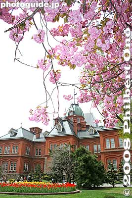 Most of the building materials, stones and wood, were procured from Hokkaido. The building is flanked by yaezakura cherry trees which bloom in early May.
Keywords: hokkaido sapporo government historic building red brick akarenga capitol important cultural property cherry trees blossoms sakura flowers