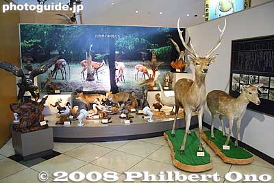 Local wildlife exhibit, including the Ezo deer.
Keywords: hokkaido sobetsu-cho yokozuna kitanoumi sumo museum history