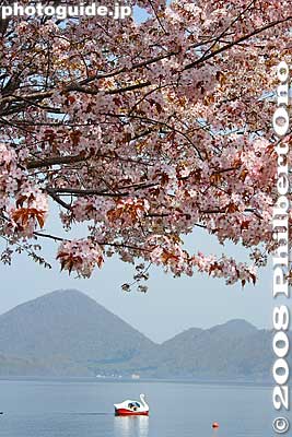 Swan boat too.
Keywords: hokkaido sobetsu-cho toyako lake toya cherry blossoms nakajima islands flowers spring trees sakura swan boat