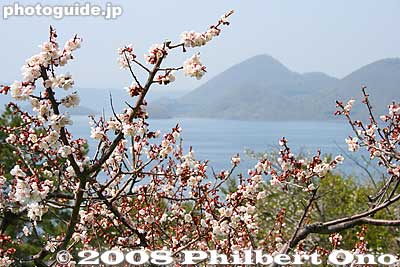 During early to mid-May, the plum blossoms bloom.
Keywords: hokkaido sobetsu-cho koen park ume plum blossoms flowers trees lake toya nakajima islands