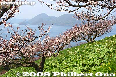 Plum trees closer to the sun were blooming earlier.
Keywords: hokkaido sobetsu-cho koen park ume plum blossoms flowers trees lake toya nakajima islands water