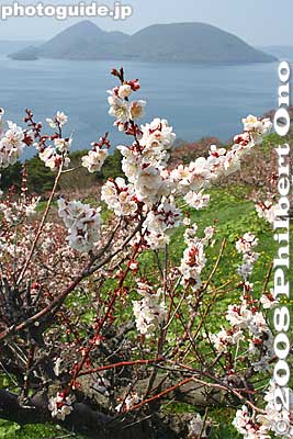 Keywords: hokkaido sobetsu-cho koen park ume plum blossoms flowers trees lake toya nakajima islands water