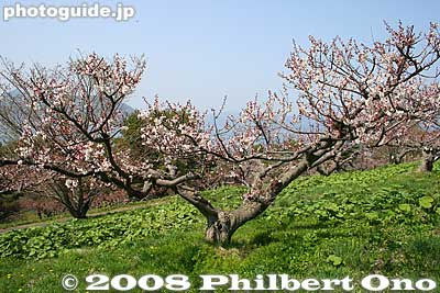 Keywords: hokkaido sobetsu-cho koen park ume plum blossoms flowers trees