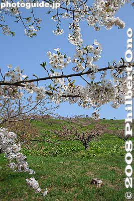 Cherry blossoms and plum tress. They bloom almost at the same time in Hokkaido.
Keywords: hokkaido sobetsu-cho koen park ume plum blossoms flowers trees sakura cherry