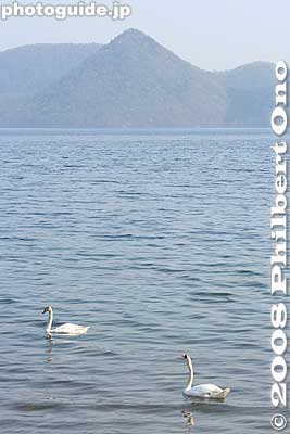 The lake shore behind the Toya Mizunoeki also has swans.
Keywords: hokkaido toyako-cho lake toya nakajima islands swans birds