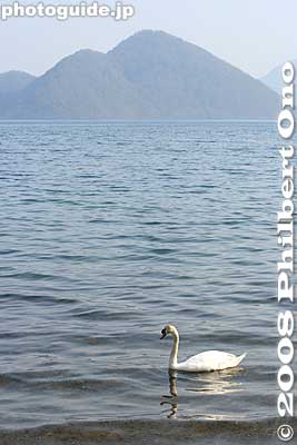 Nakajima islands and swan, Lake Toya, Hokkaido
Keywords: hokkaido toyako-cho lake toya nakajima islands swans birds japanlake