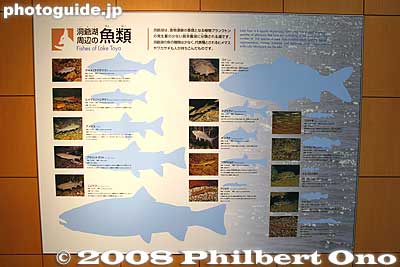 Fishes in Lake Toya
Keywords: hokkaido toyako-cho onsen spa volcano museum visitors center