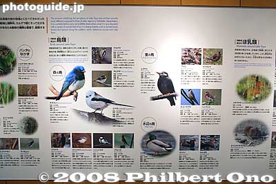 Birds around Toyako
Keywords: hokkaido toyako-cho onsen spa volcano museum visitors center
