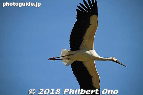 In 1985, six wild Oriental white stork chicks from the USSR (Khabarovsk) were acquired to be raised in Toyooka. From 1989, the birds from Russia started to breed successfully in captivity in Toyooka every year. 


Keywords: hyogo toyooka Oriental White Stork Park kounotori konotori bird