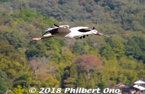 As of Oct. 2018, Japan has over 140 Oriental white storks in the wild. They are also successfully breeding in Tokushima, Shimane, and Kyoto Prefectures. 
It's still an endangered species, with only slightly over 2,000 of them in the Far East.
Keywords: hyogo toyooka Oriental White Stork Park kounotori konotori bird