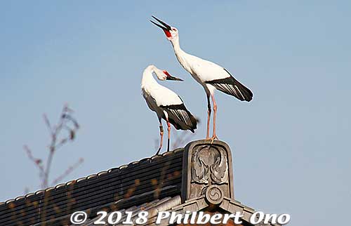 They make a loud clacking noise with their bills.
Keywords: hyogo toyooka Oriental White Stork Park kounotori konotori bird