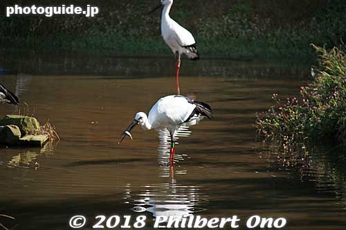 Storks swallow the fish whole.
Keywords: hyogo toyooka Oriental White Stork Park kounotori konotori bird