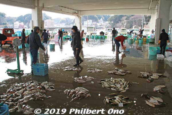 Besides monkfish, other fishes are sold at auction. This is not yet a tourist attraction since we were the only outsiders there.
Keywords: ibaraki kitaibaraki hirakata port fish auction